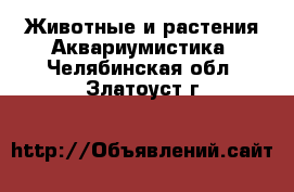 Животные и растения Аквариумистика. Челябинская обл.,Златоуст г.